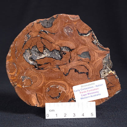 Stromatolite from the Parda Formation ZPF006