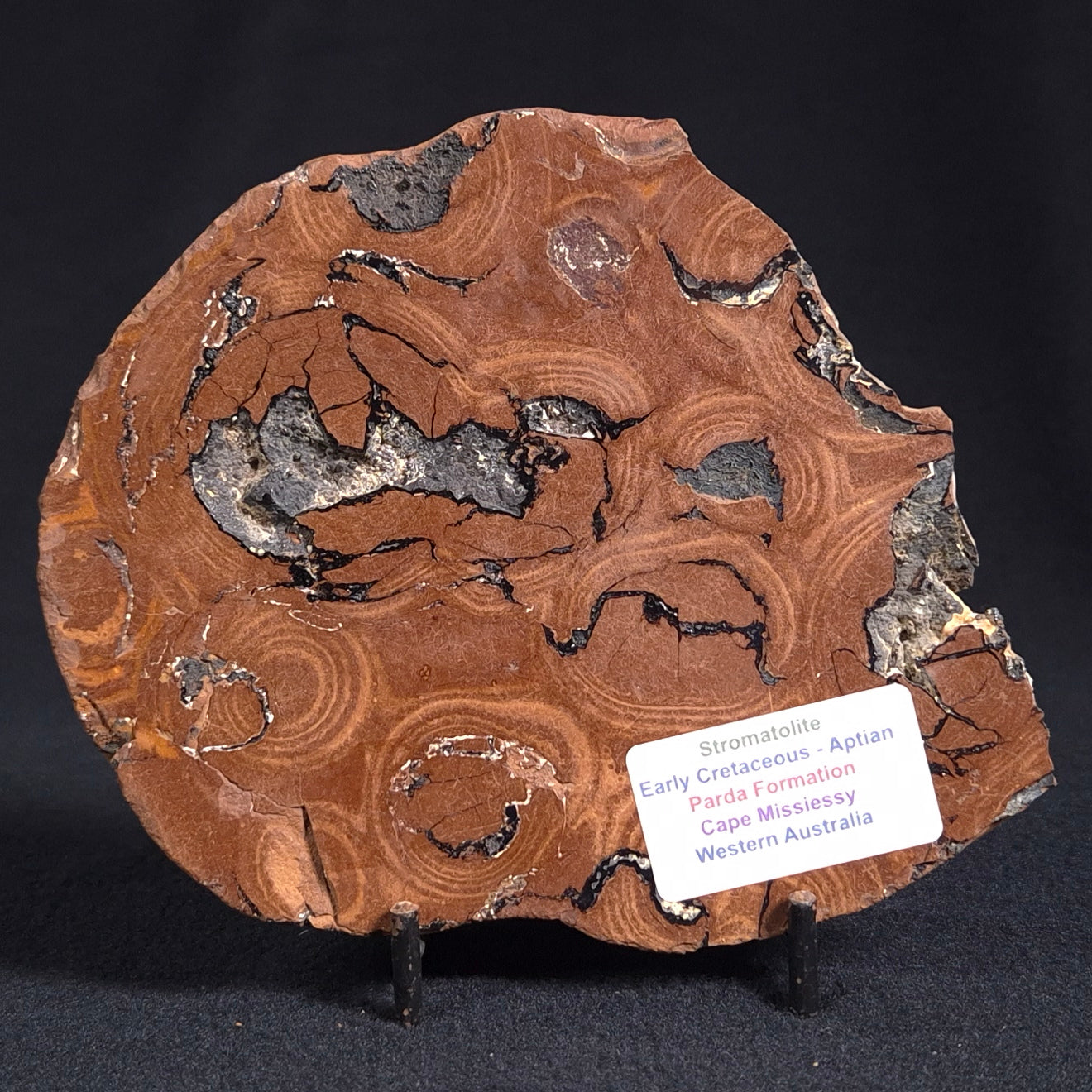 Stromatolite from the Parda Formation ZPF006