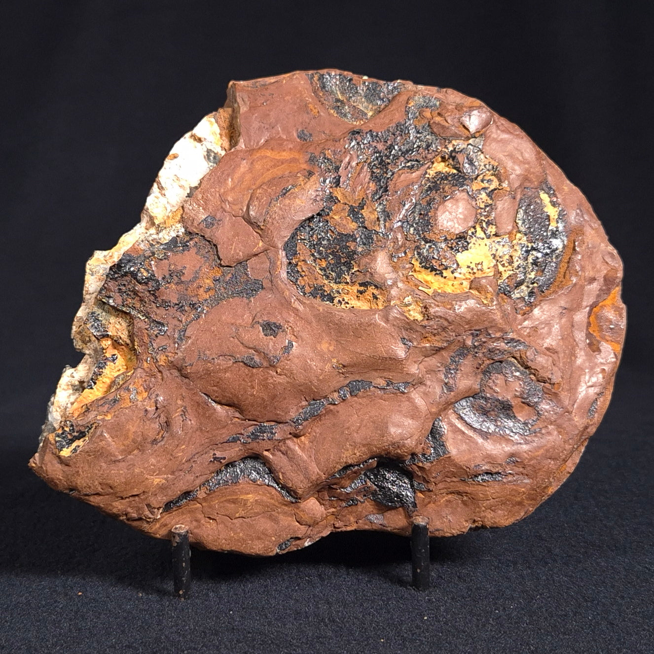 Stromatolite from the Parda Formation ZPF006