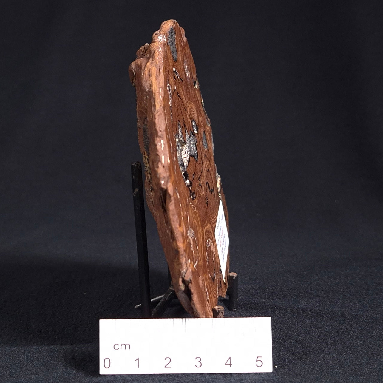 Stromatolite from the Parda Formation ZPF006