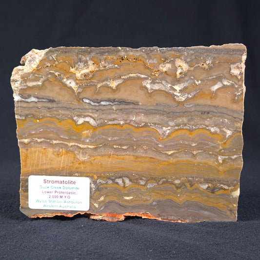 Stromatolite from the Duck Creek Dolomite Formation ZDC001