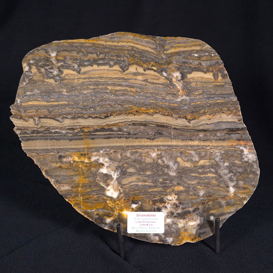 Stromatolite from the Duck Creek Dolomite Formation ZDC002