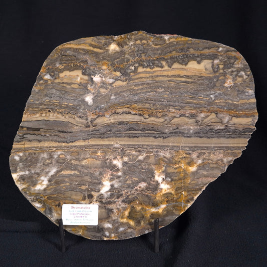 Stromatolite from the Duck Creek Dolomite Formation ZDC003