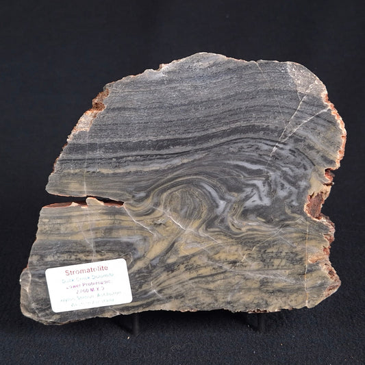 Stromatolite from the Duck Creek Dolomite Formation ZDC004