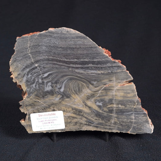 Stromatolite from the Duck Creek Dolomite Formation ZDC005