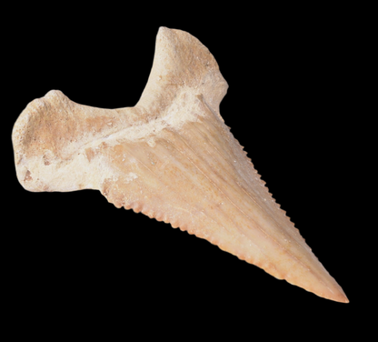 PALAEOCARCHARODON FOSSIL SHARK T00TH F631