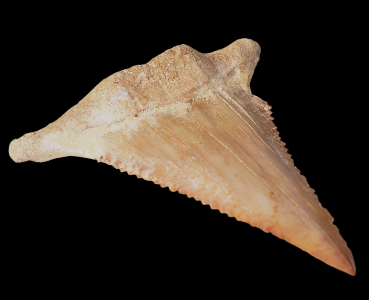 PALAEOCARCHARODON FOSSIL SHARK T00TH F631