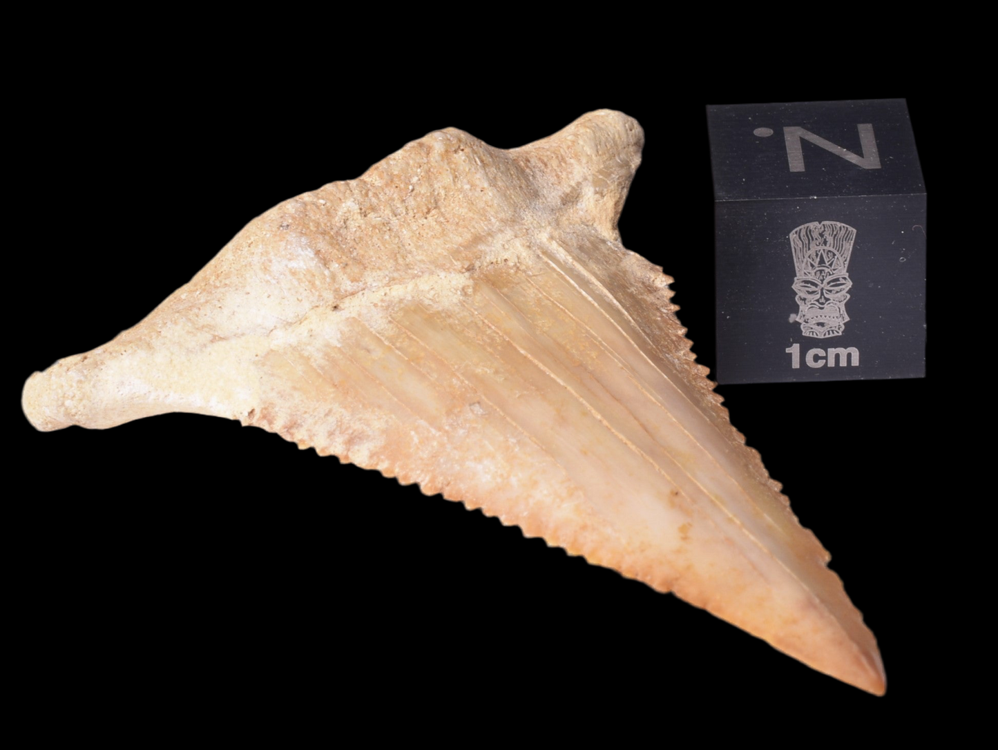 PALAEOCARCHARODON FOSSIL SHARK T00TH F631