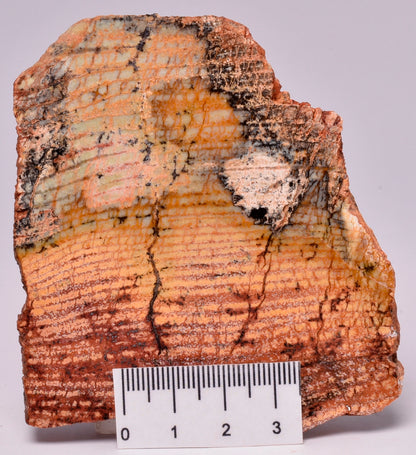 MICROBIAL MAT, STRELLEY POOL SLICE, 3.4byo, Australia S496