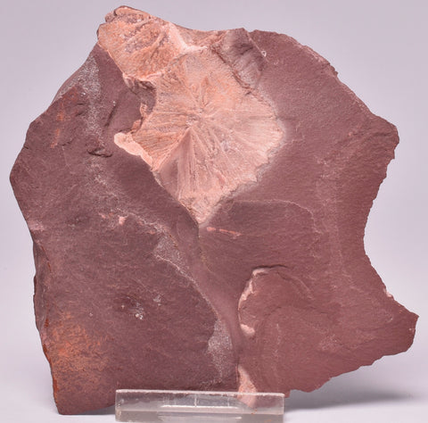 FOSSIL PORPITA LIAONANELLA, MEDUSA, PRE CAMBRIAN, AUSTRALIA F44