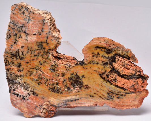 Stromatolite STRELLEY POOL SLICE, S53