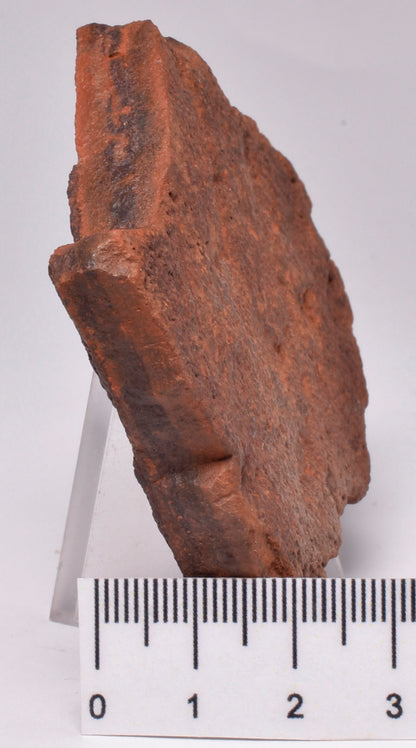 HORODYSKIA Mesoproterozoic 1.4 B.Y.O, AUSTRALIAN FOSSIL F20