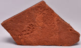 HORODYSKIA Mesoproterozoic 1.4 B.Y.O, AUSTRALIAN FOSSIL F22