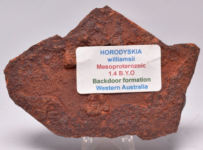 HORODYSKIA Mesoproterozoic 1.4 B.Y.O, AUSTRALIAN FOSSIL F20