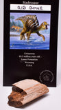 HADROSAUR DINOSAUR RIB BONE FOSSIL F49