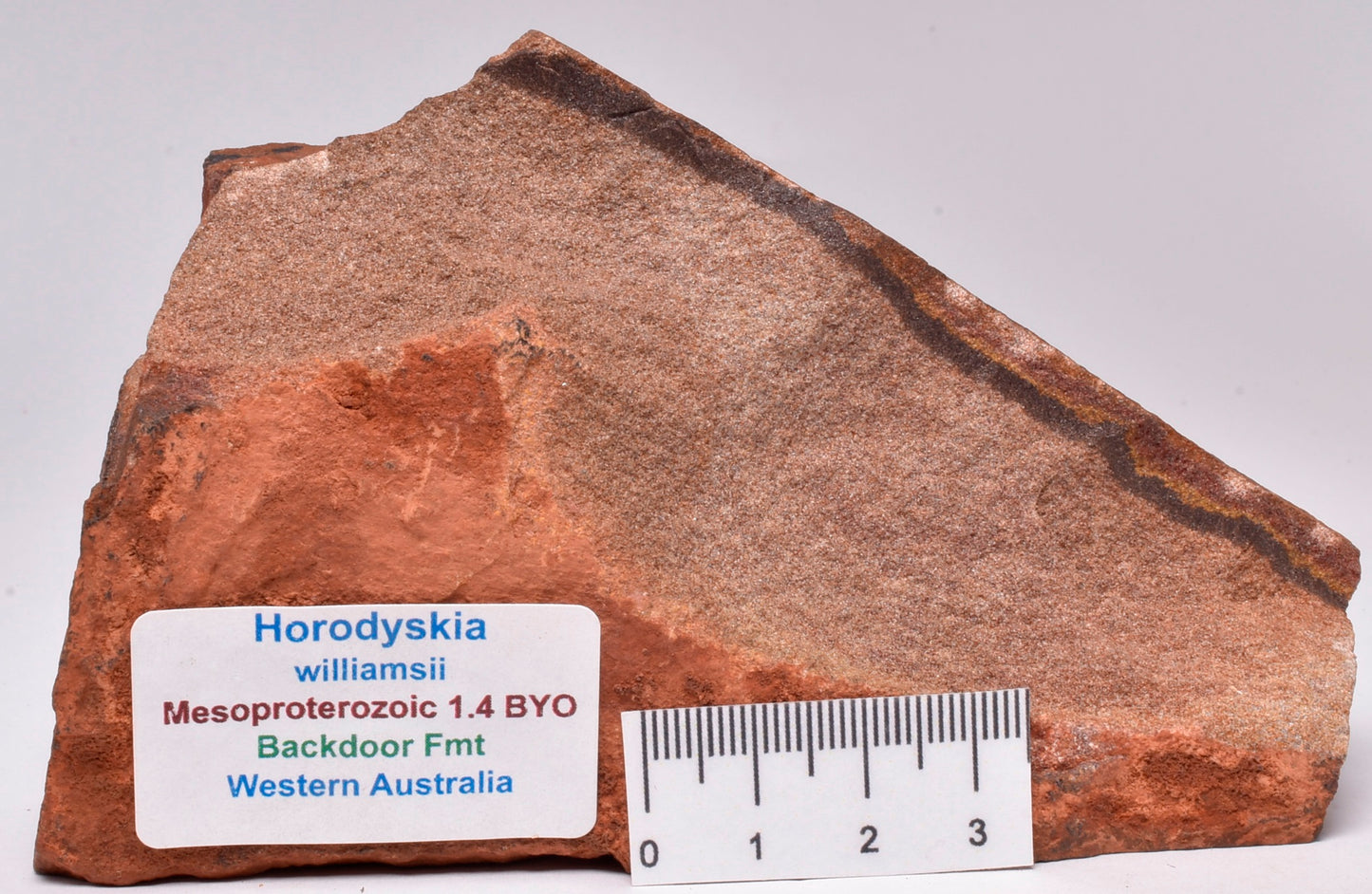 HORODYSKIA Mesoproterozoic 1.4 B.Y.O, AUSTRALIAN FOSSIL F32