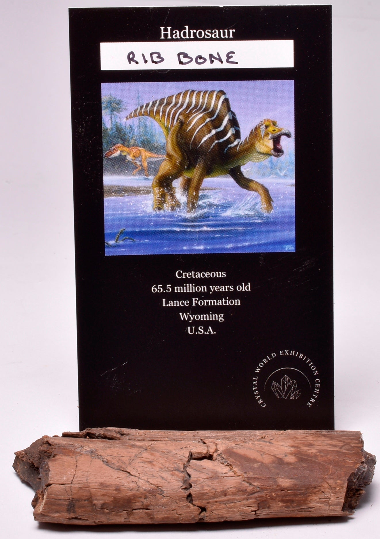 HADROSAUR DINOSAUR RIB BONE FOSSIL F50