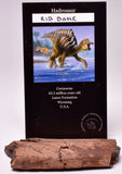 HADROSAUR DINOSAUR RIB BONE FOSSIL F50