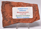 HORODYSKIA Mesoproterozoic 1.4 B.Y.O, AUSTRALIAN FOSSIL F622