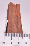 HORODYSKIA Mesoproterozoic 1.4 B.Y.O, AUSTRALIAN FOSSIL F30