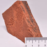 HORODYSKIA Mesoproterozoic 1.4 B.Y.O, AUSTRALIAN FOSSIL F22