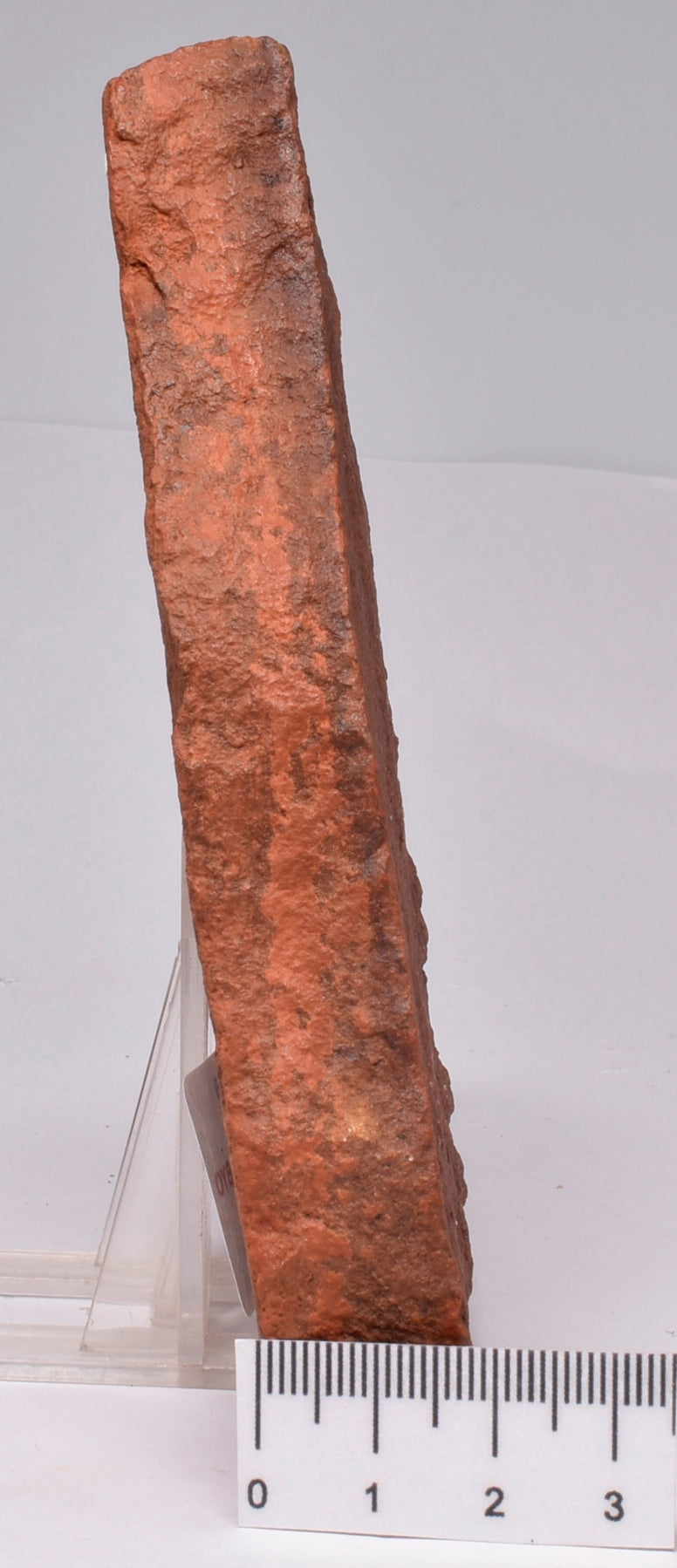 HORODYSKIA Mesoproterozoic 1.4 B.Y.O, AUSTRALIAN FOSSIL F19