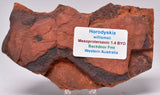 HORODYSKIA Mesoproterozoic 1.4 B.Y.O, AUSTRALIAN FOSSIL F17