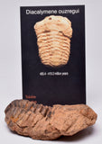 DIACALYMENE OUZREGUI TRILOBITE FOSSIL, F36