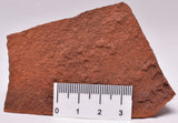 HORODYSKIA Mesoproterozoic 1.4 B.Y.O, AUSTRALIAN FOSSIL F31