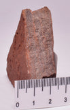 HORODYSKIA Mesoproterozoic 1.4 B.Y.O, AUSTRALIAN FOSSIL F30