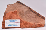 HORODYSKIA Mesoproterozoic 1.4 B.Y.O, AUSTRALIAN FOSSIL F32