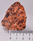 BAUXITE, Aluminium Hydroxide, Polished Slice, Australia S99