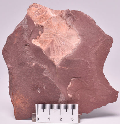 FOSSIL PORPITA LIAONANELLA, MEDUSA, PRE CAMBRIAN, AUSTRALIA F44