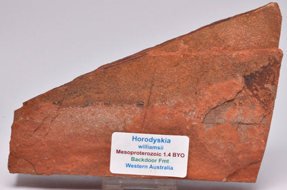 HORODYSKIA Mesoproterozoic 1.4 B.Y.O, AUSTRALIAN FOSSIL F101