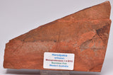 HORODYSKIA Mesoproterozoic 1.4 B.Y.O, AUSTRALIAN FOSSIL F101