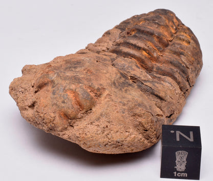 DIACALYMENE OUZREGUI TRILOBITE FOSSIL, F36