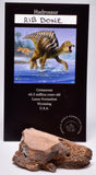 HADROSAUR DINOSAUR RIB BONE FOSSIL F45