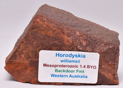 HORODYSKIA Mesoproterozoic 1.4 B.Y.O, AUSTRALIAN FOSSIL F31