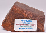 HORODYSKIA Mesoproterozoic 1.4 B.Y.O, AUSTRALIAN FOSSIL F31