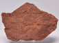 HORODYSKIA Mesoproterozoic 1.4 B.Y.O, AUSTRALIAN FOSSIL F20