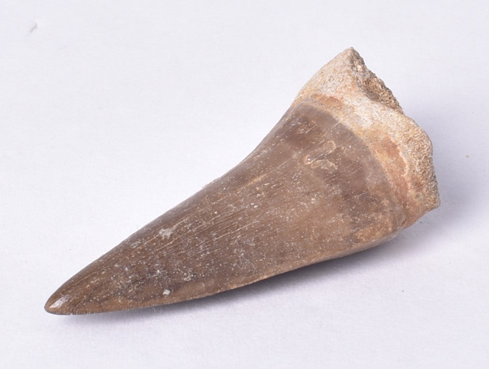 MOSASAURUS ANSPES TOOTH FOSSIL ANCEPS, F458