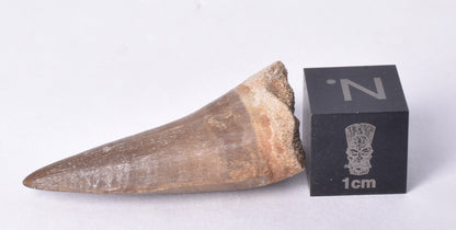 MOSASAURUS ANSPES TOOTH FOSSIL ANCEPS, F458