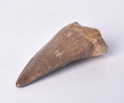 MOSASAURUS ANSPES TOOTH FOSSIL ANCEPS, F458