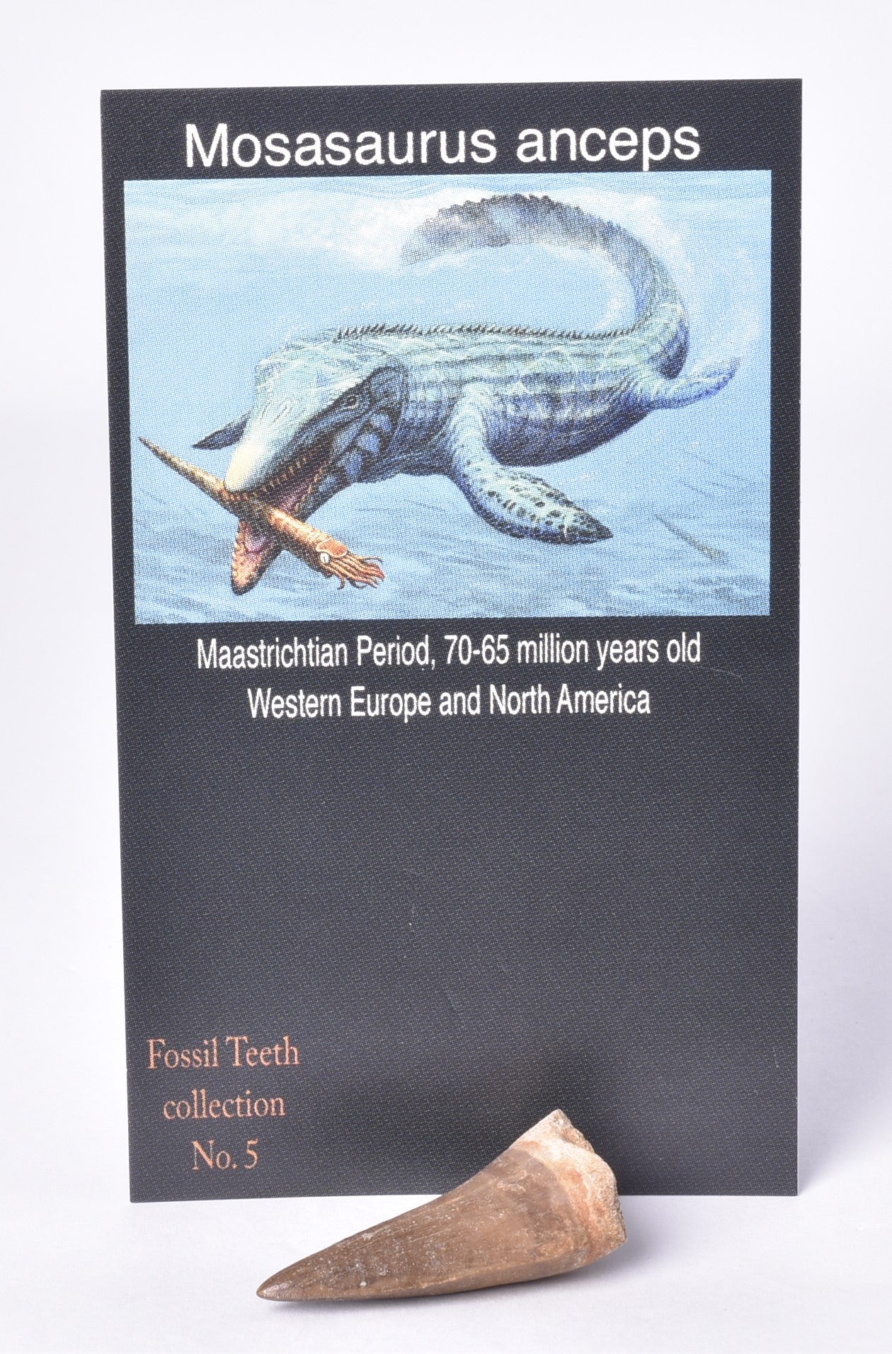 MOSASAURUS ANSPES TOOTH FOSSIL ANCEPS, F458