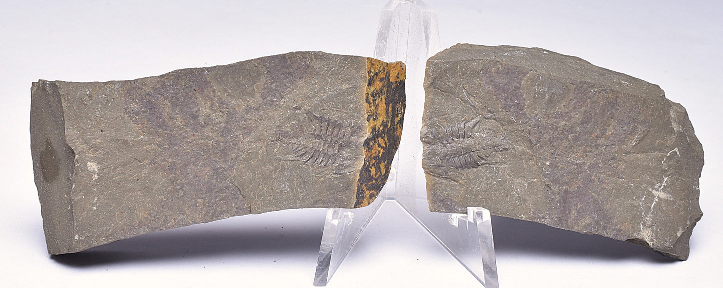 TRILOBITE PAIR FOSSIL, BALCORACANIA DAILYI, KANGAROO ISLAND, AUSTRALIA F113