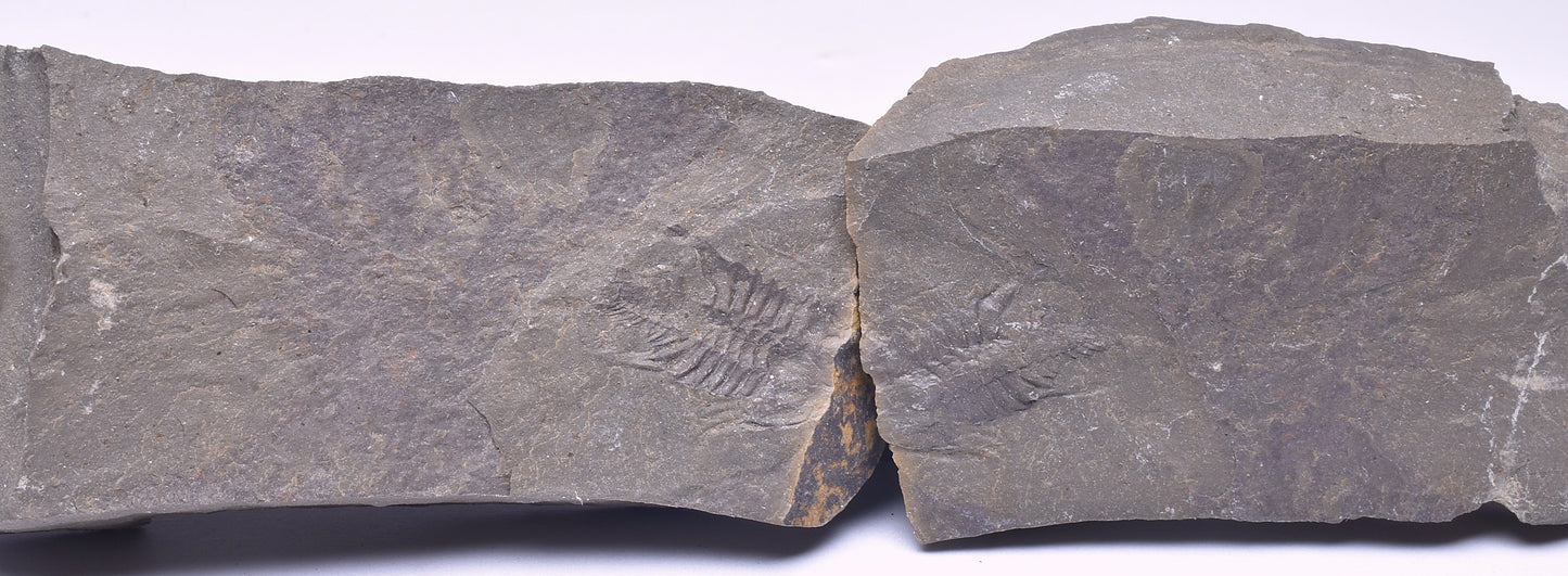 TRILOBITE PAIR FOSSIL, BALCORACANIA DAILYI, KANGAROO ISLAND, AUSTRALIA F113