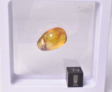 AMBER with INSECTS, DOMINICAN REPUBLIC F461