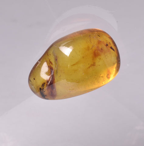 AMBER with INSECTS, DOMINICAN REPUBLIC F461