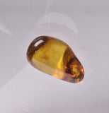 AMBER with INSECTS, DOMINICAN REPUBLIC F461