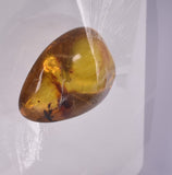 AMBER with INSECTS, DOMINICAN REPUBLIC F461